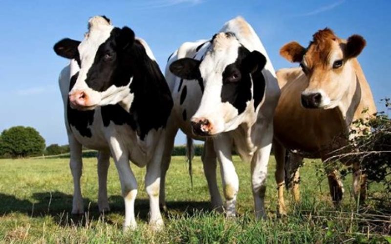 تاسیس دامداری و دریافت مجوزهای لازم