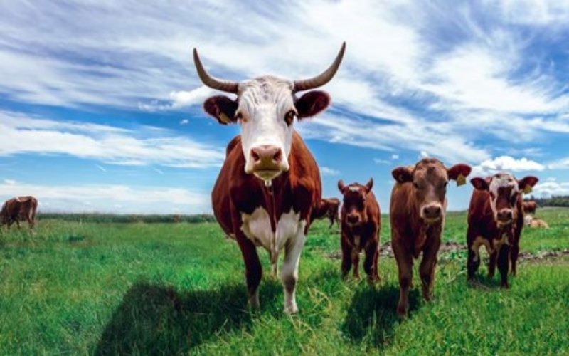 پروانة بهره برداري