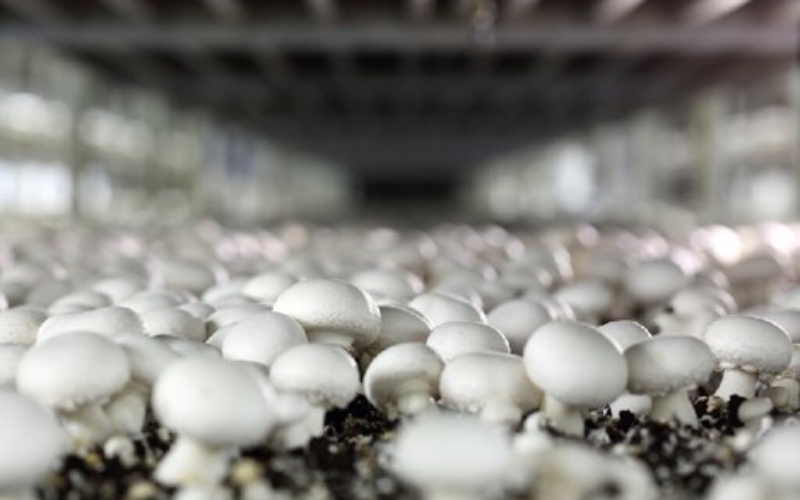 کسب درآمد از باغچه در ارومیه